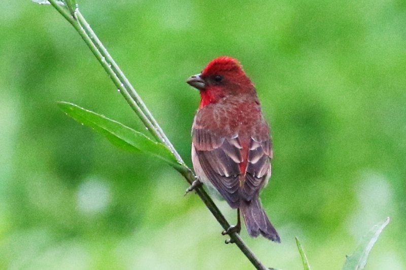 アカマシコ♂ アカマシコ♂