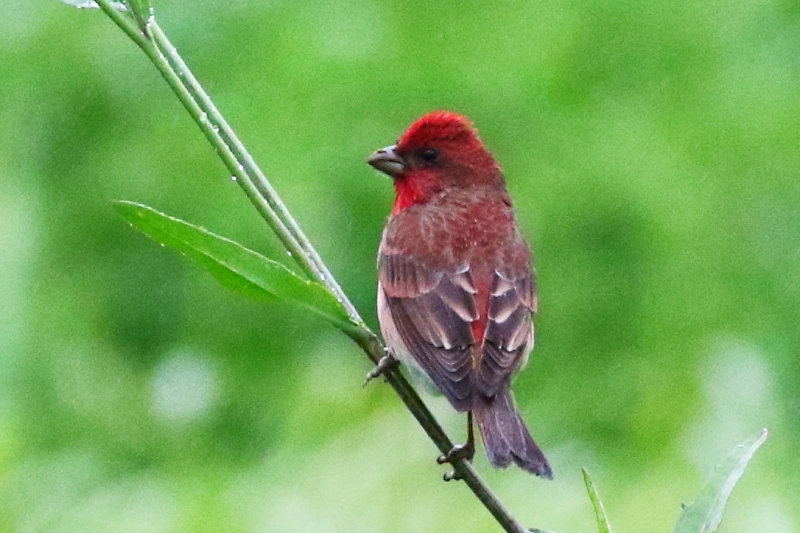 アカマシコ♂