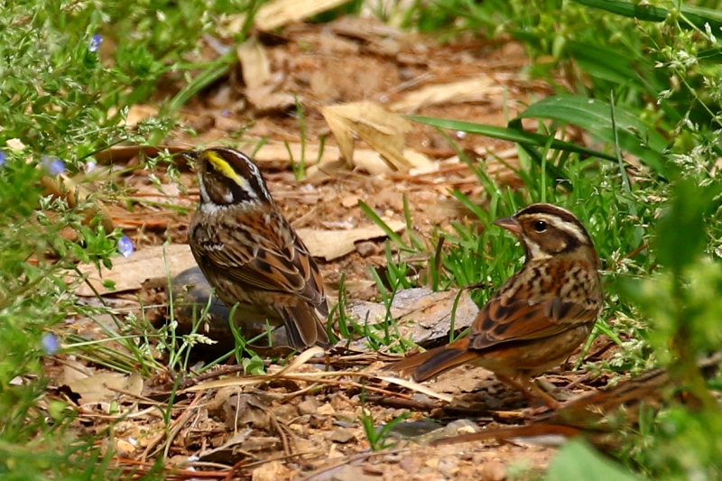 キマユホオジロ♂とシロハラホオジロ♀