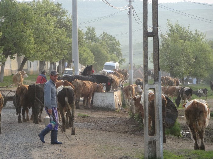 徐々に増えていく牛達。途中には家畜にやさしい水のみ場もあり！（ルーマニア）