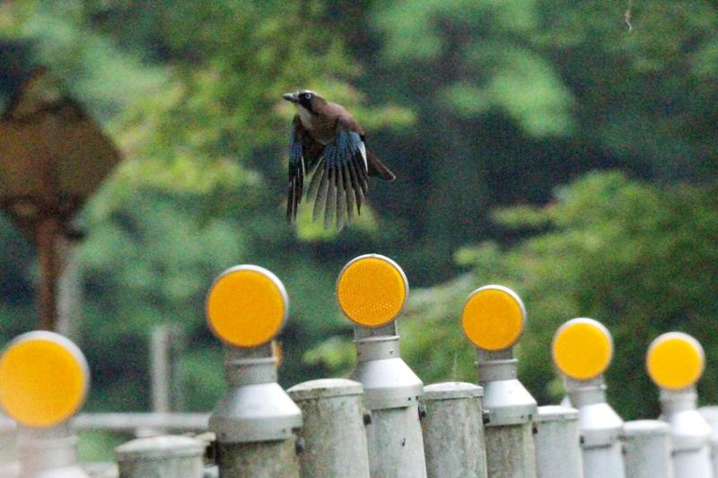 カケス カケス