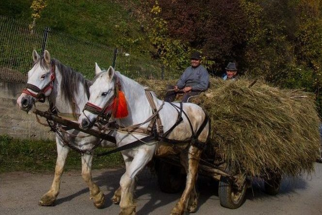 ルーマニア　マラムレシュ　馬車