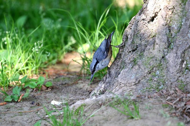 韓国のゴジュウカラ 韓国のゴジュウカラ
