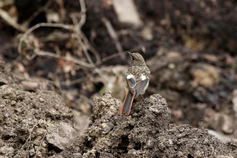 ジョウビタキの幼鳥 ジョウビタキの幼鳥