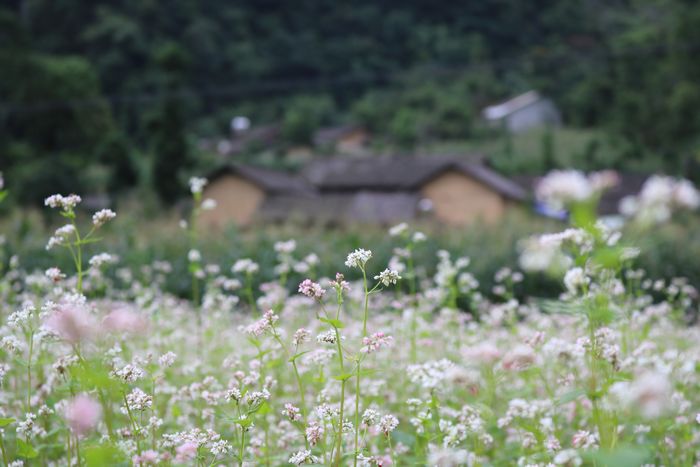 ルンカム村を舞台にした映画の撮影が行われたお屋敷前のそば畑