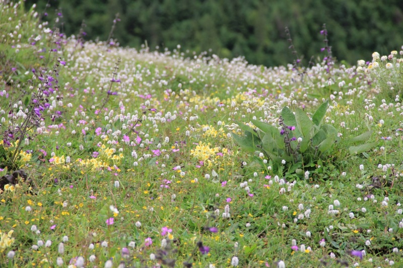 日隆の花畑（イメージ）