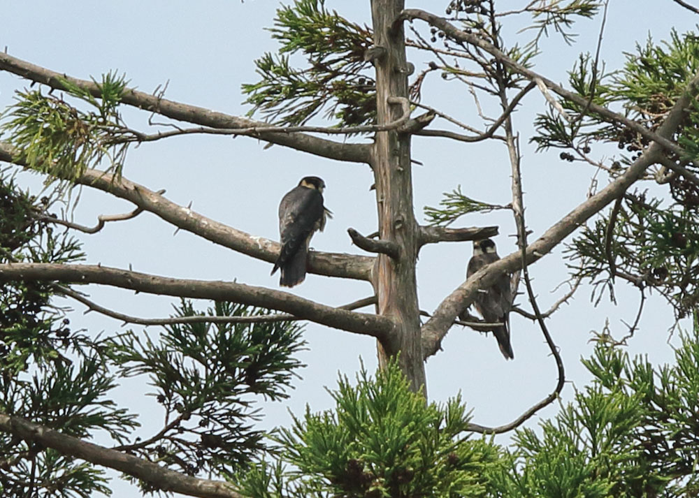 幼鳥(左)と親 幼鳥(左)と親