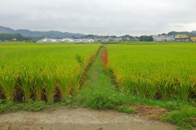 曼珠沙華咲く畦道