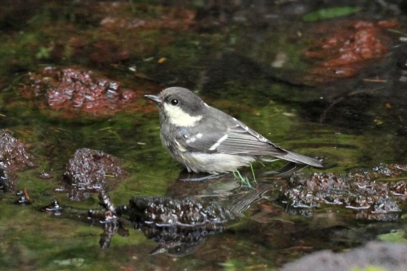 ヒガラ幼鳥