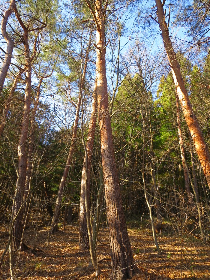 松の林