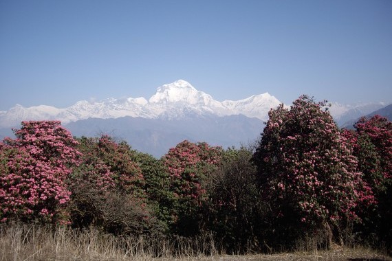 例年3月下旬頃のネパールではシャクナゲも期待できます！（写真はゴレパニ付近）