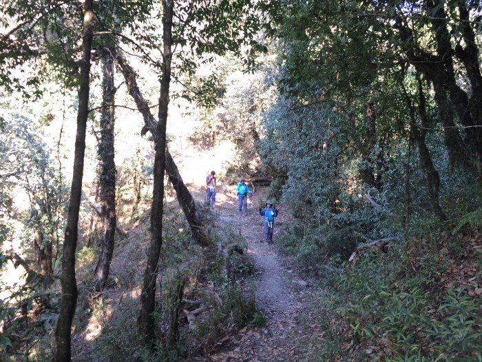 時折あらわれる樹林帯