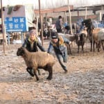 家畜市で羊を捕まえようと奮闘するウイグル少年たち（カシュガル）