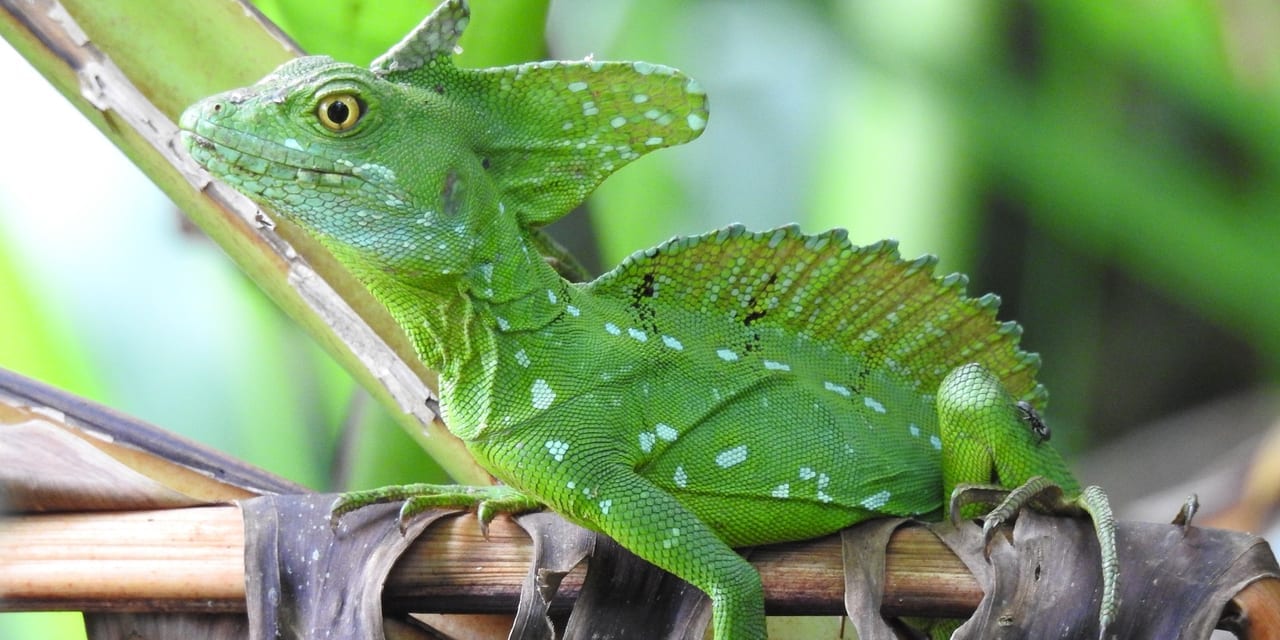 好奇心全開 コスタリカ周遊8日間 中米 風の旅行社