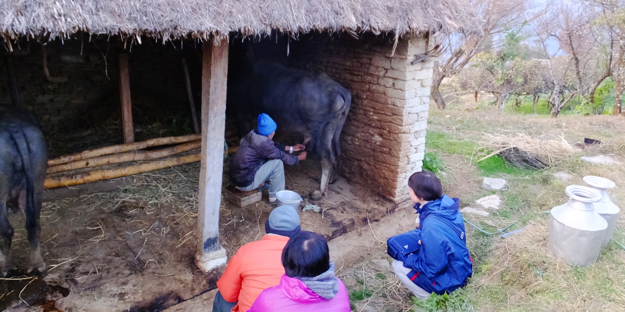 乳製品の恵みはもちろん、バイオガス主原料の堆肥も提供してくれる家畜を飼育