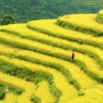 ベトナムの国家遺産になっているホアンスーフィー棚田とタパンザオ族（初秋）