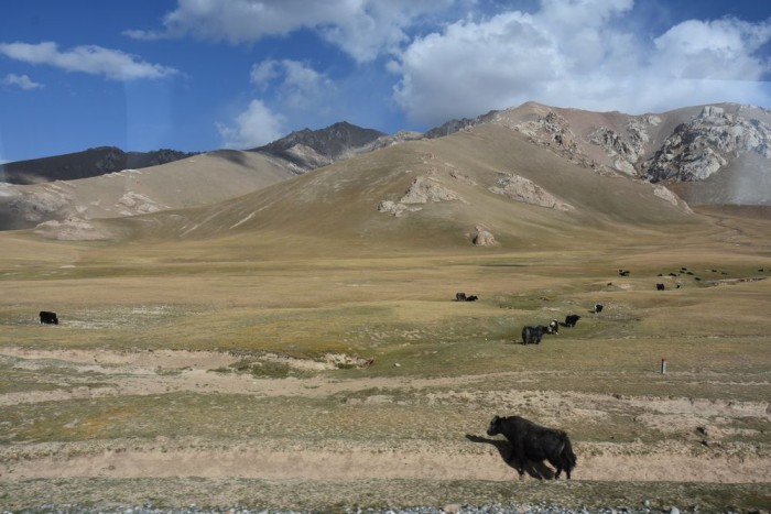 トルガルト峠を越えキルギスに入ると草原の世界　ヤクや馬を見かけます（撮影：芝川明義氏）
