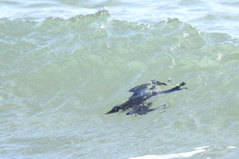 海中を飛ぶウミスズメ