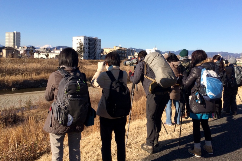 浅川沿いで観察