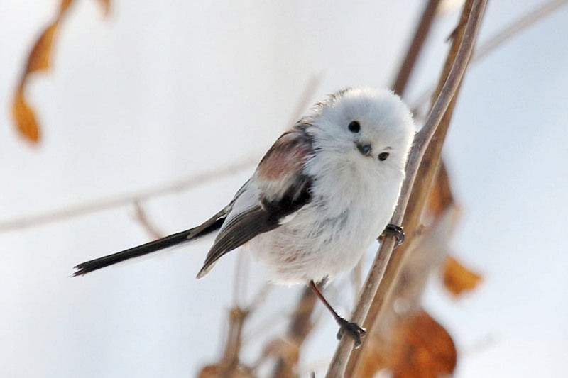 かわいいシマエナガ