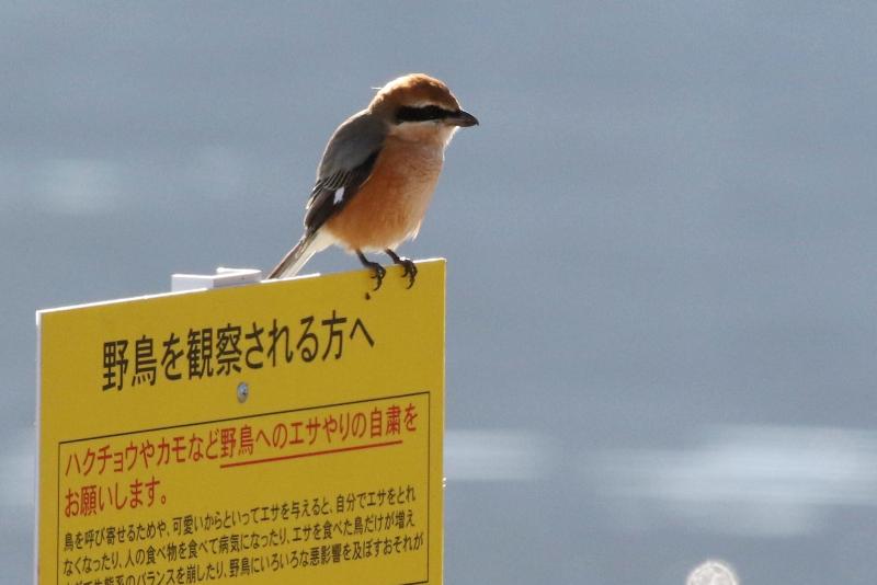 モズ モズ