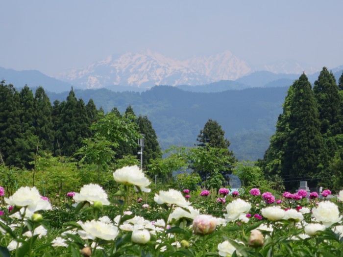 薬用植物指導センター　2016年5月20日撮影