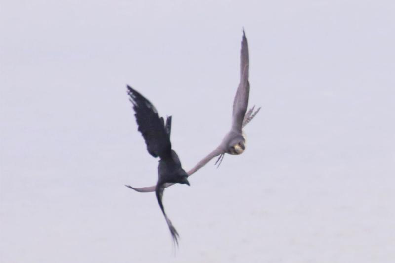 カラスを追うハヤブサ カラスを追うハヤブサ