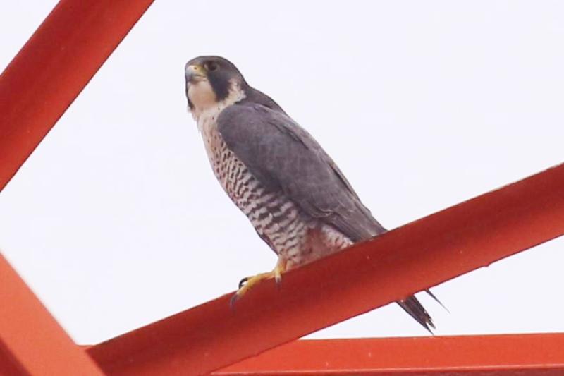 鉄塔に止まるハヤブサ 鉄塔に止まるハヤブサ