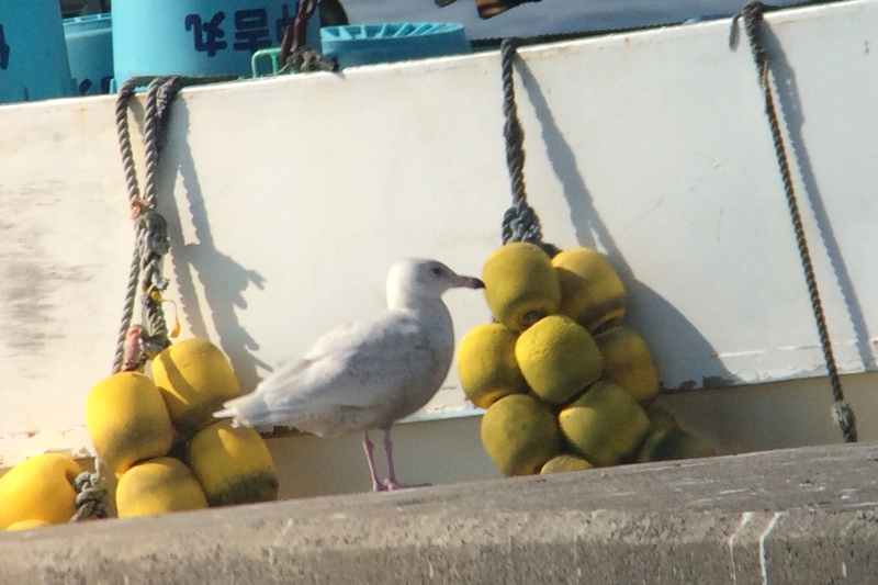 シロカモメ