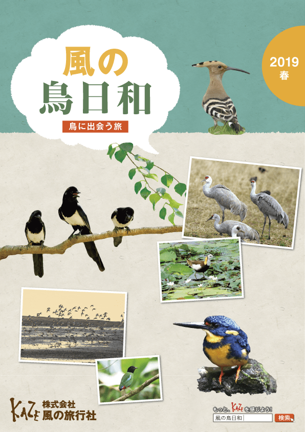 風の鳥日和