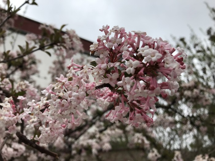 ライラックの花