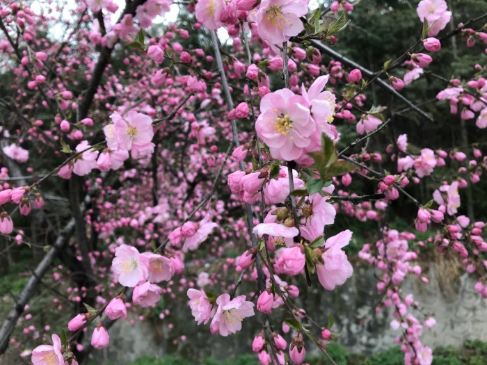 タール寺に咲いていた杏の花