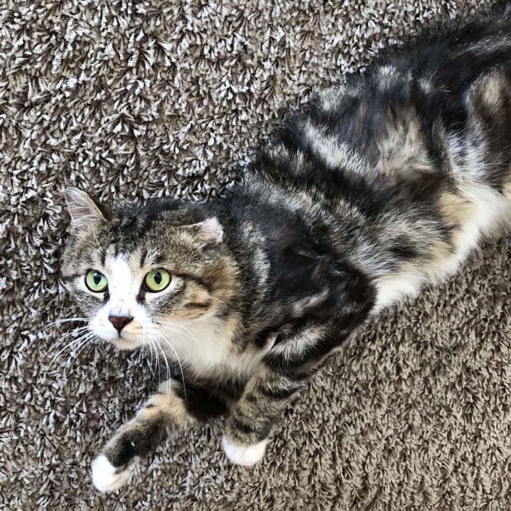 モンゴルカゼの愛猫「マオ」 モンゴルカゼの愛猫「マオ」