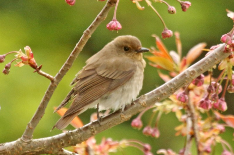 オオルリ♀