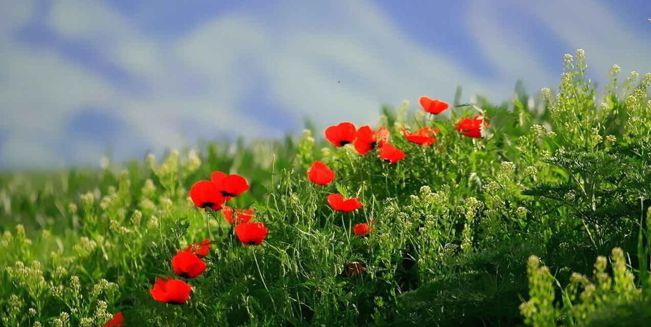 カラジュンに咲く花　ヒナゲシ（6月撮影）