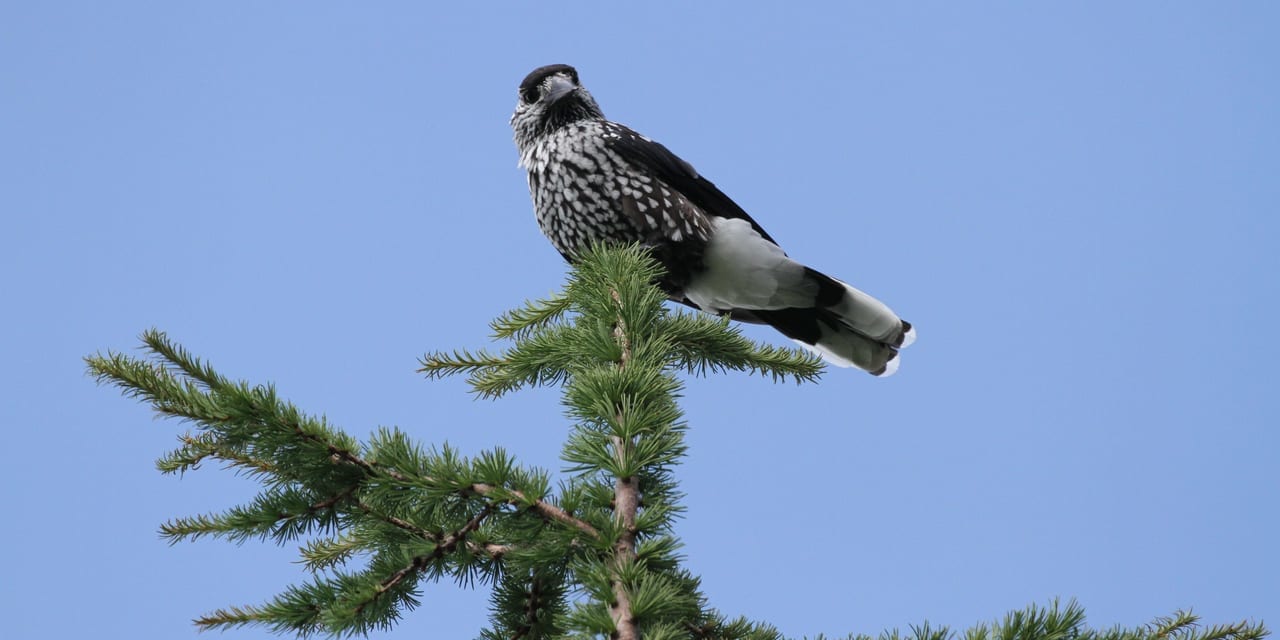 亜高山帯の野鳥 夏の富士山 奥庭 国内 風の旅行社