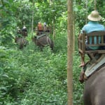ラオスは象の国、ラオスの森で象乗りは貴重な体験になることでしょう（ルアンプラバーン）