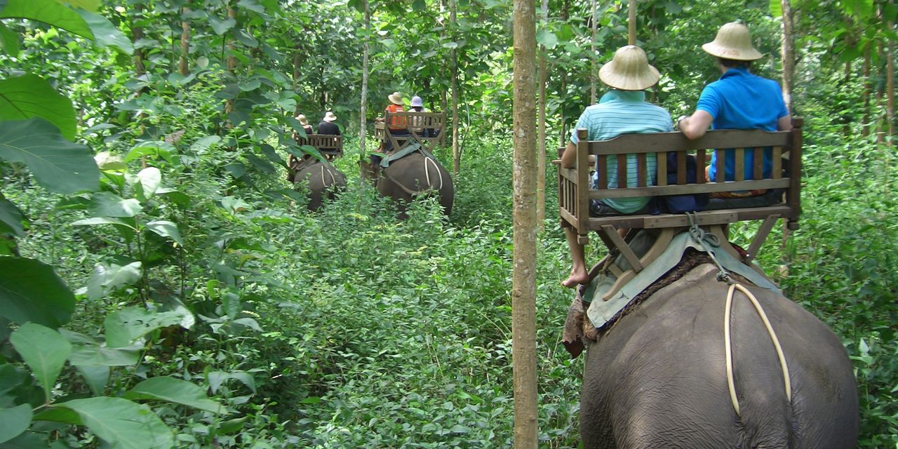 ラオスは象の国、ラオスの森で象乗りは貴重な体験になることでしょう（ルアンプラバーン）