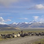 チベット高原とモンゴル大草原 遊牧民としていきる