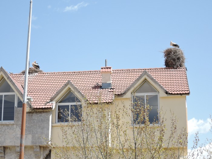 屋根の上には大きな巣が