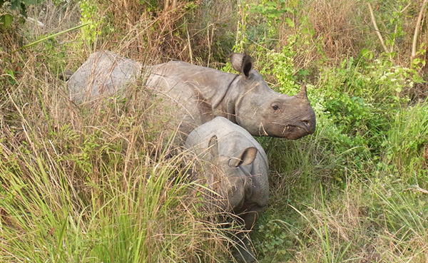 インドサイ（チトワン国立公園）