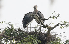 コウノトリの一種、コハゲコウの巣と巣立ち間近の雛