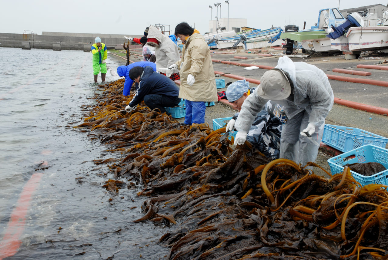 東京湾岸あるき 陸から海から今むかし 横須賀 安浦漁師とワカメ刈り 国内 風の旅行社