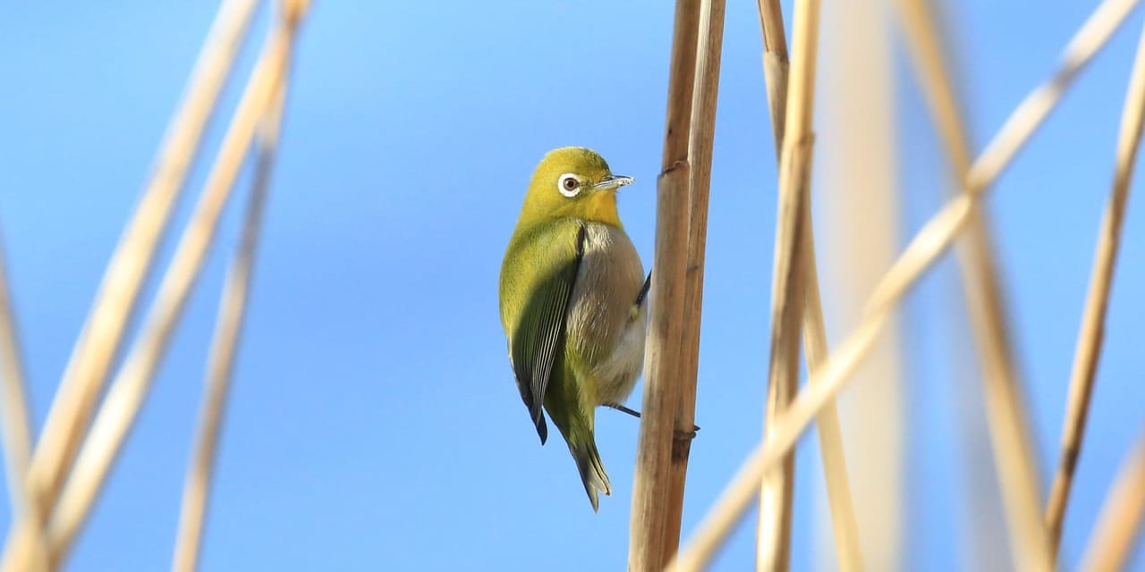 静岡 浜松 佐鳴湖一周 とりっぷ バードウォッチング 国内旅行 風の旅行社