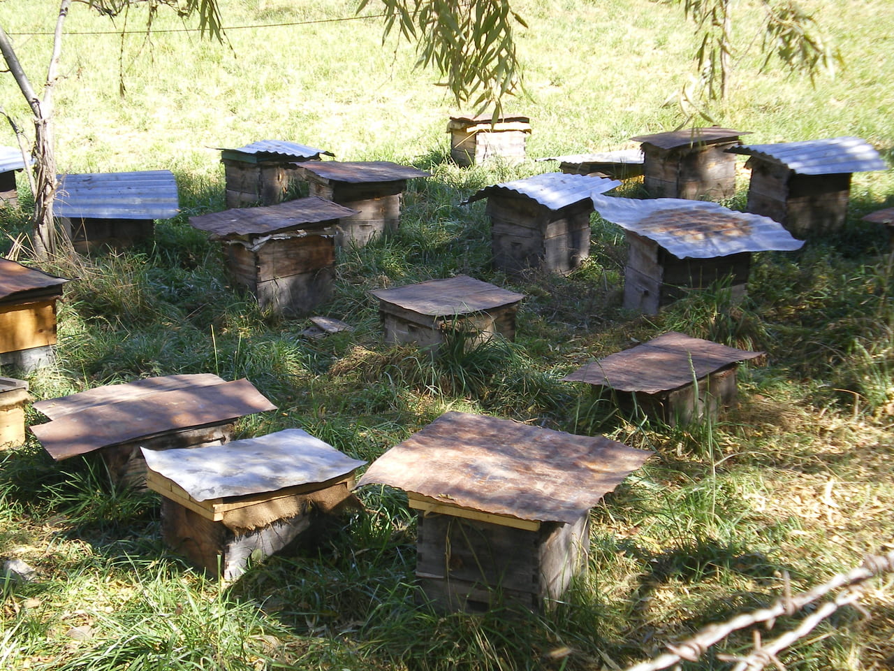 ブータン（ブムタン地方）の養蜂