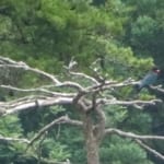 bird-k-20190707