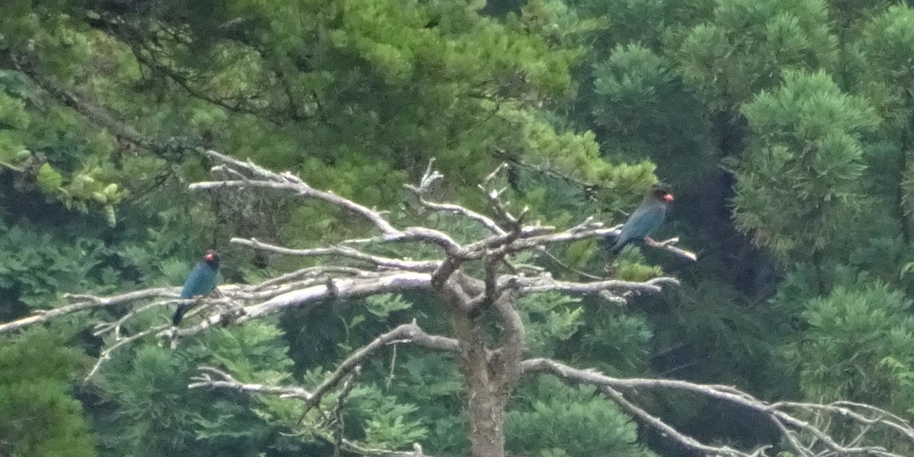 bird-k-20190707