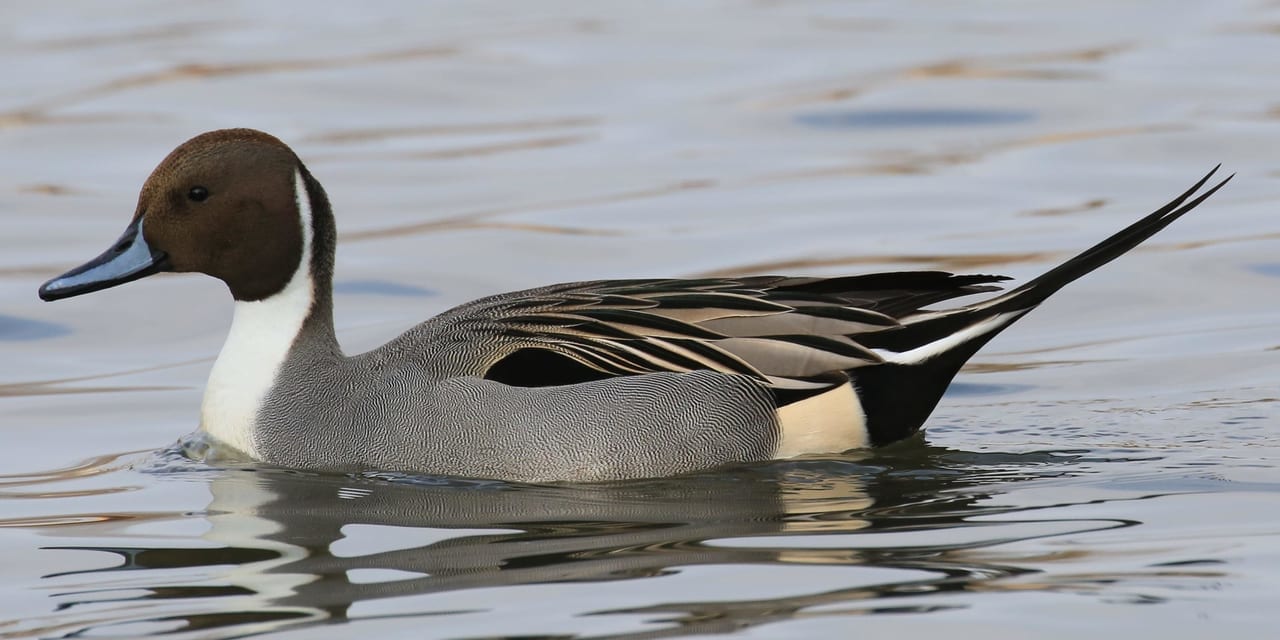 キャンドル作り 冬の鳥を楽しもう 岩田運動公園バードウォッチング 国内 風の旅行社 キャンドル作り 冬の鳥を楽しもう 岩田運動公園バードウォッチング 国内 風の旅行社