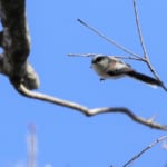 bird-k-20200112