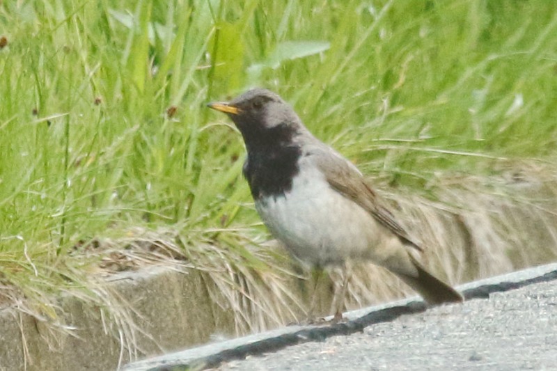 ド珍鳥ノドグロツグミ♂